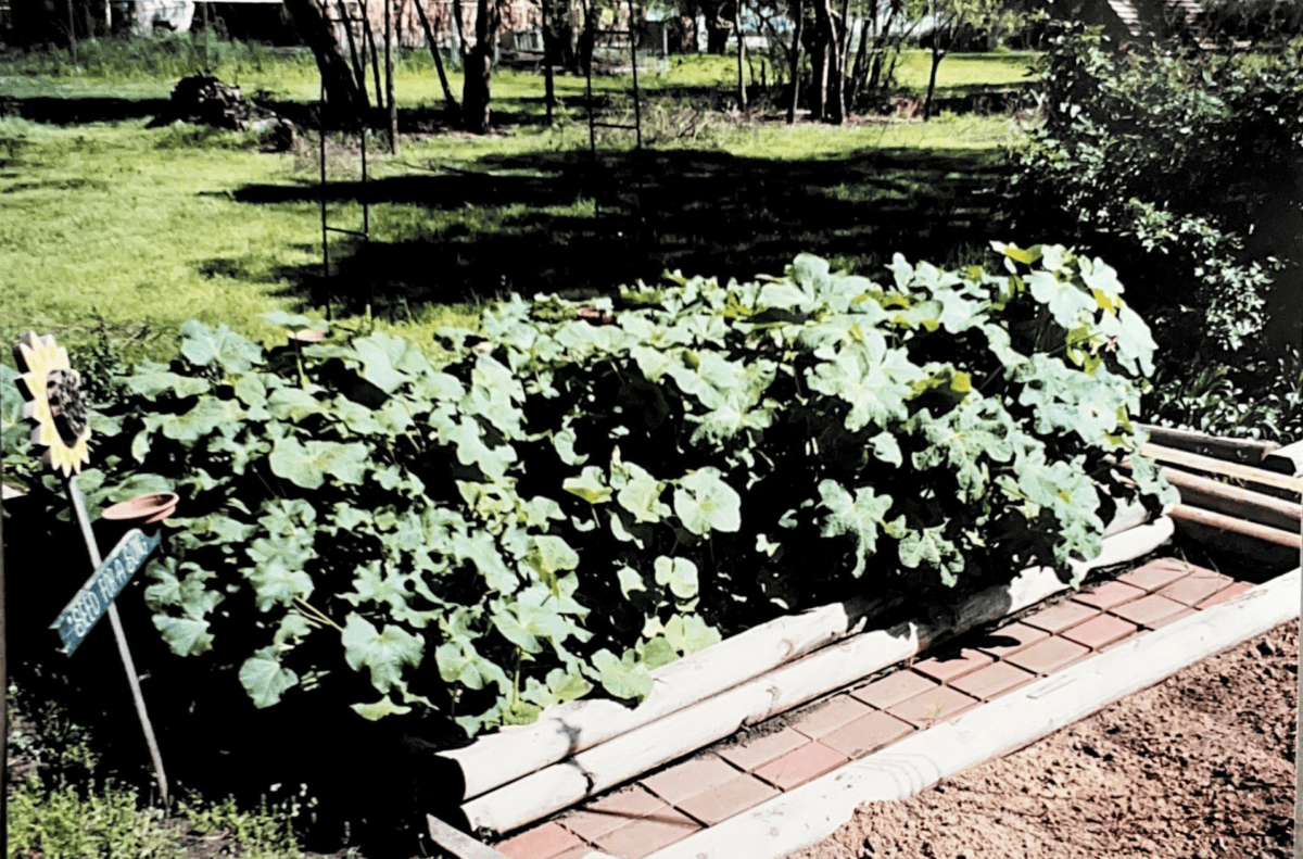 A garden bed filled with lush green plants, surrounded by wooden logs. The garden bed is set on a base of red bricks, with a small sunflower decor and a signpost on the left side that reads "Harvest Store and Share." The background shows a sunny yard with trees, grass, and blooming hollyhock seeds.